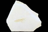Giant Jurassic Locust (Pycnophlebia) - Solnhofen Limestone #77835-1